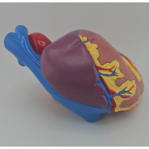 1996 GPI Anatomical Heart Model 5.5 in x 3 in ~ 2 Parts, No Display Stand, EUC - Picture 4 of 10